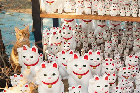 cat japan.